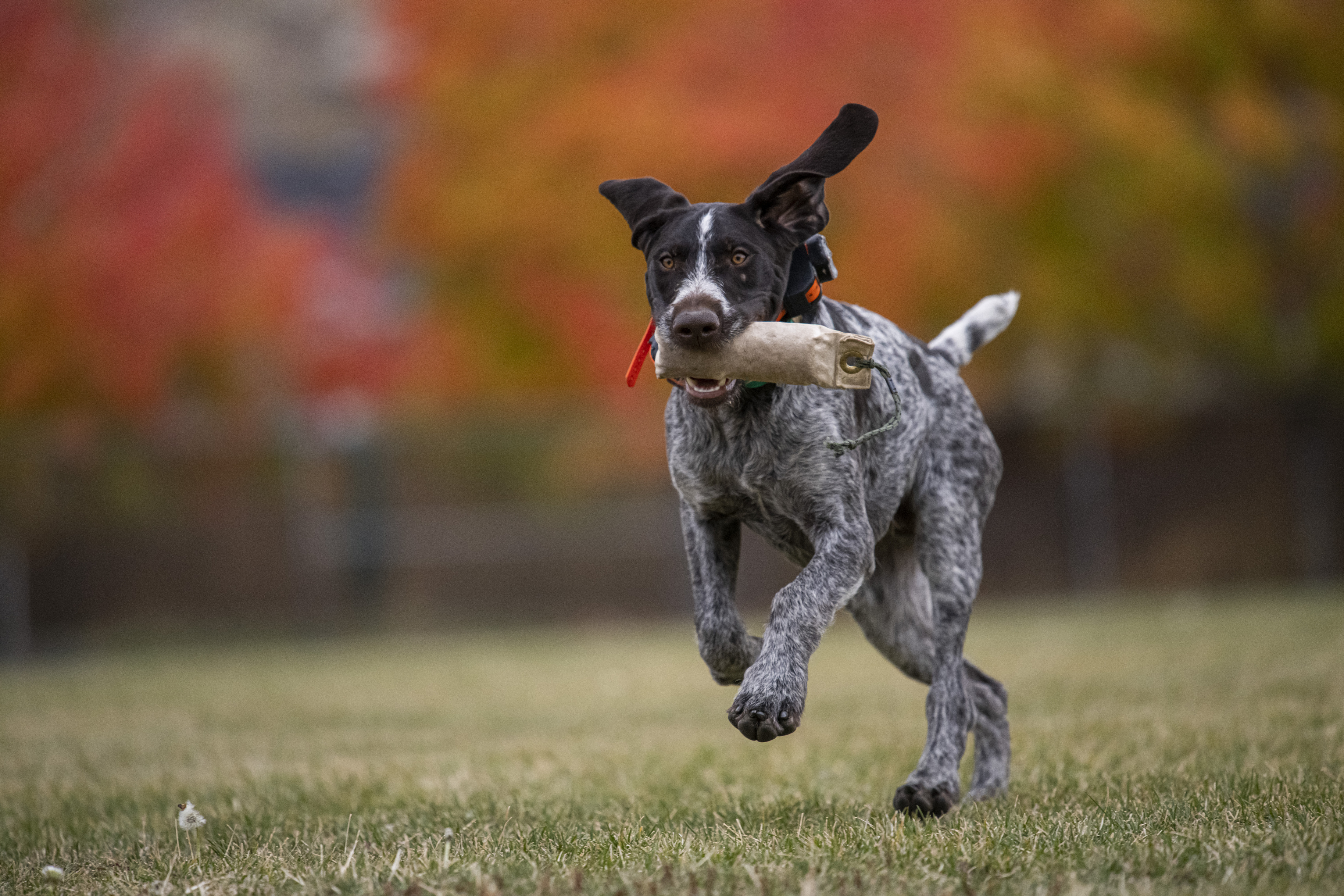 Please review our holiday shipping deadlines for ordering ahead of Thanksgiving and Christmas.